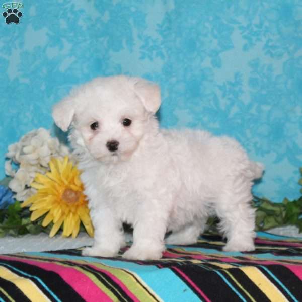 Pelican, Maltipoo Puppy